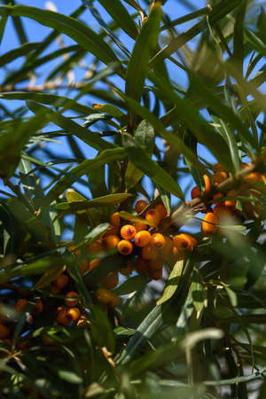 Fruits of ripe, oily sea buckthorn on the branches of a bush close-up.の写真素材