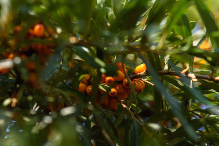 Fruits of ripe, oily sea buckthorn on the branches of a bush close-up.の写真素材