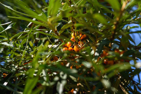 Fruits of ripe, oily sea buckthorn on the branches of a bush close-up.の写真素材