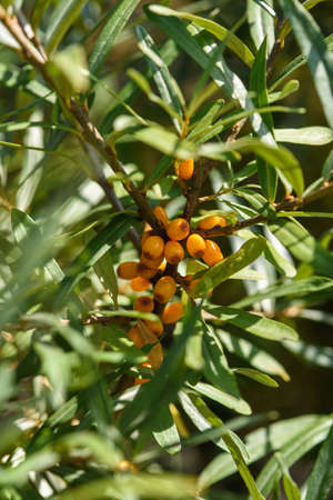 Fruits of ripe, oily sea buckthorn on the branches of a bush close-up.の写真素材