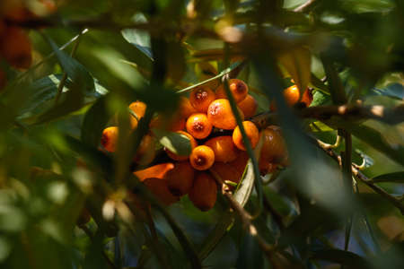 Fruits of ripe, oily sea buckthorn on the branches of a bush close-up.の写真素材