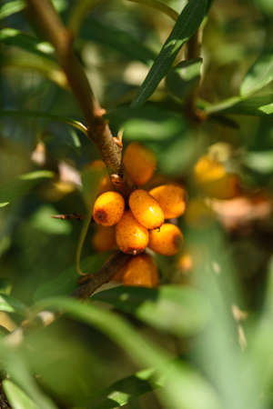 Fruits of ripe, oily sea buckthorn on the branches of a bush close-up.の写真素材