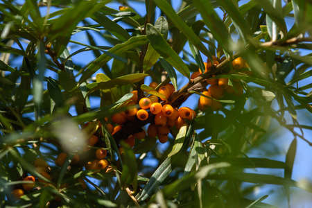 Fruits of ripe, oily sea buckthorn on the branches of a bush close-up.の写真素材