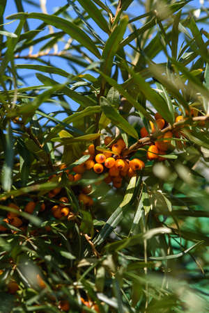 Fruits of ripe, oily sea buckthorn on the branches of a bush close-up.の写真素材