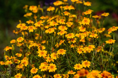 Marigolds close-up on a flower bed in the garden in the light of the sun.の写真素材