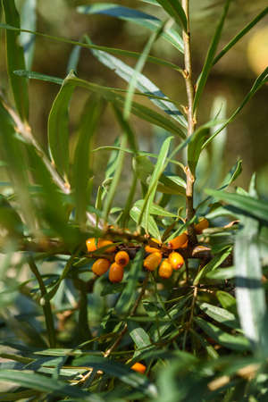 Fruits of ripe, oily sea buckthorn on the branches of a bush close-up.の写真素材