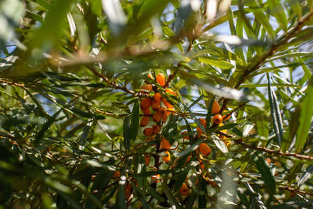 Fruits of ripe, oily sea buckthorn on the branches of a bush close-up.の写真素材
