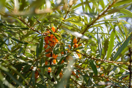 Fruits of ripe, oily sea buckthorn on the branches of a bush close-up.の写真素材