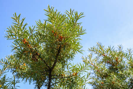 Fruits of ripe, oily sea buckthorn on the branches of a bush close-up.の写真素材