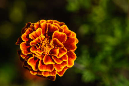 Marigolds close-up on a flower bed in the garden in the light of the sun.の写真素材
