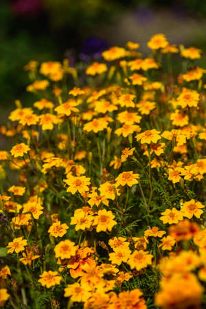 Marigolds close-up on a flower bed in the garden in the light of the sun.の写真素材