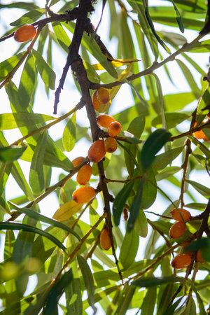Fruits of ripe, oily sea buckthorn on the branches of a bush close-up.の写真素材