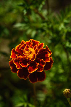 Marigolds close-up on a flower bed in the garden in the light of the sun.の写真素材