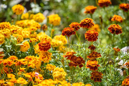 Marigolds close-up on a flower bed in the garden in the light of the sun.の写真素材