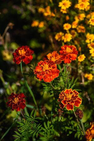 Marigolds close-up on a flower bed in the garden in the light of the sun.の写真素材