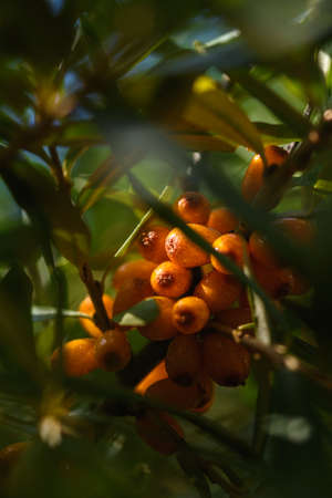 Fruits of ripe, oily sea buckthorn on the branches of a bush close-up.の写真素材