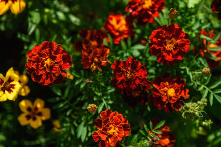 Marigolds close-up on a flower bed in the garden in the light of the sun.の写真素材