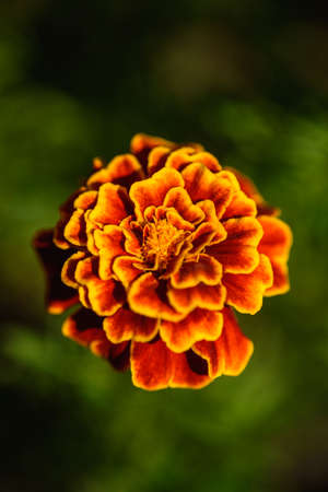 Marigolds close-up on a flower bed in the garden in the light of the sun.の写真素材