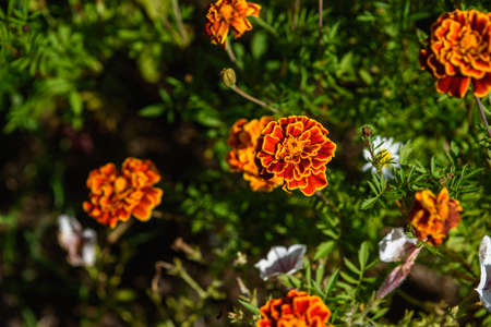 Marigolds close-up on a flower bed in the garden in the light of the sun.の写真素材