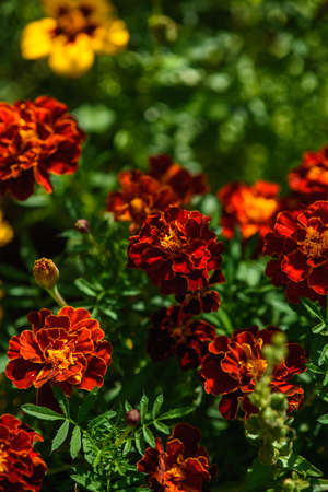 Marigolds close-up on a flower bed in the garden in the light of the sun.の写真素材