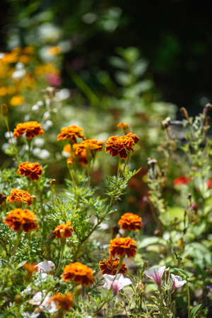 Marigolds close-up on a flower bed in the garden in the light of the sun.の写真素材