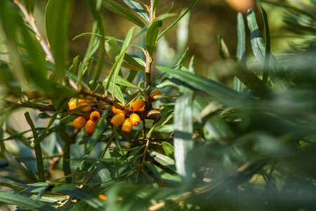 Fruits of ripe, oily sea buckthorn on the branches of a bush close-up.の写真素材