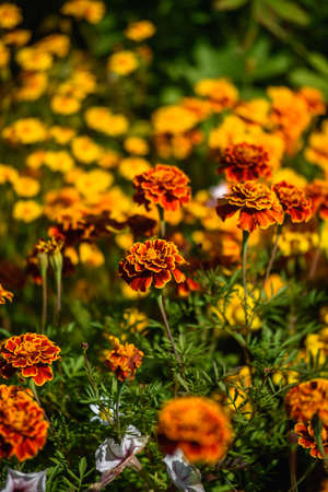 Marigolds close-up on a flower bed in the garden in the light of the sun.の写真素材