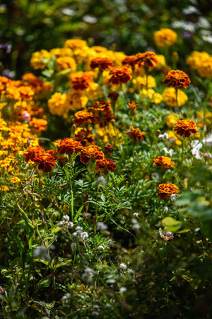 Marigolds close-up on a flower bed in the garden in the light of the sun.の写真素材