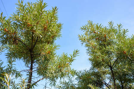 Fruits of ripe, oily sea buckthorn on the branches of a bush close-up.の写真素材