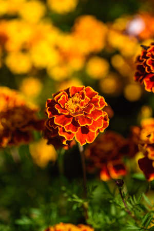 Marigolds close-up on a flower bed in the garden in the light of the sun.の写真素材