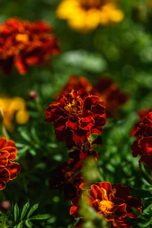 Marigolds close-up on a flower bed in the garden in the light of the sun.の写真素材