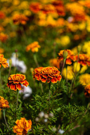 Marigolds close-up on a flower bed in the garden in the light of the sun.の写真素材