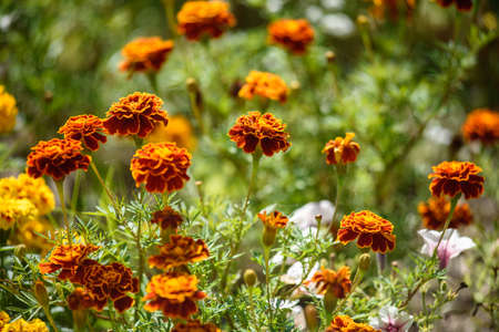 Marigolds close-up on a flower bed in the garden in the light of the sun.の写真素材