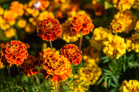 Marigolds close-up on a flower bed in the garden in the light of the sun.の写真素材