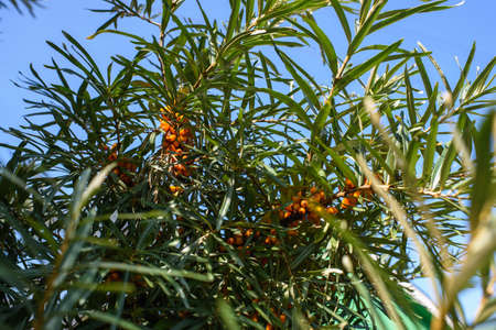 Fruits of ripe, oily sea buckthorn on the branches of a bush close-up.の写真素材