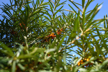 Fruits of ripe, oily sea buckthorn on the branches of a bush close-up.の写真素材