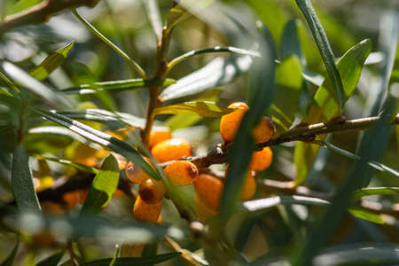 Fruits of ripe, oily sea buckthorn on the branches of a bush close-up.の写真素材