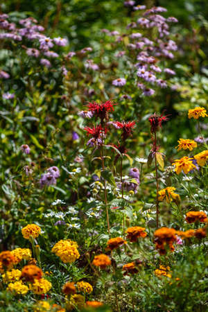 Close up. Red monarda blooms between marigolds flowers in the garden.の写真素材