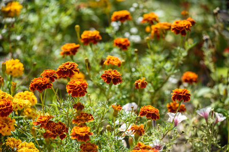 Marigolds close-up on a flower bed in the garden in the light of the sun.の写真素材