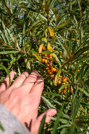 Fruits of ripe, oily sea buckthorn on the branches of a bush close-up.の写真素材