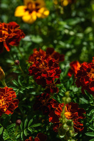 Marigolds close-up on a flower bed in the garden in the light of the sun.の写真素材