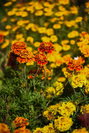 Marigolds close-up on a flower bed in the garden in the light of the sun.の写真素材