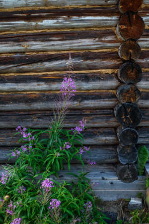Aged, cracked and discolored logs of the building with a fireweed growth near the wall.の写真素材