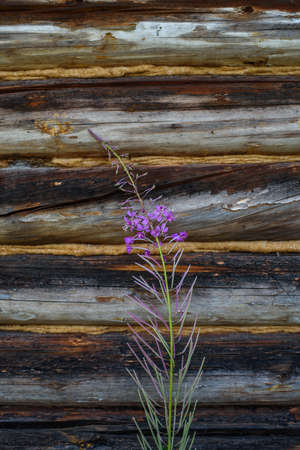 Aged, cracked and discolored logs of the building with a fireweed growth near the wall.の写真素材