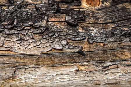 A fragment of old wood with a tarnished texture that has lost its color and the bark cracked from time close-up.の写真素材