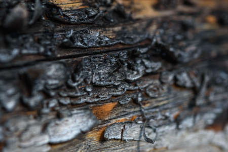 A fragment of old wood with a tarnished texture that has lost its color and the bark cracked from time close-up.の写真素材