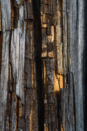 A fragment of old wood with a tarnished texture that has lost its color and the bark cracked from time close-up.の写真素材