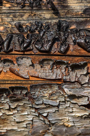 A fragment of old wood with a tarnished texture that has lost its color and the bark cracked from time close-up.の写真素材