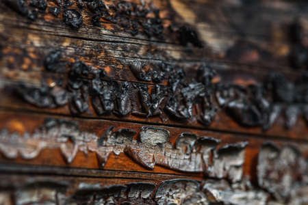 A fragment of old wood with a tarnished texture that has lost its color and the bark cracked from time close-up.の写真素材