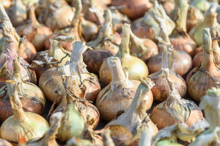 Agricultural industry. Onion bulbs dug out of the ground and laid out to dry before long-term storage.の写真素材
